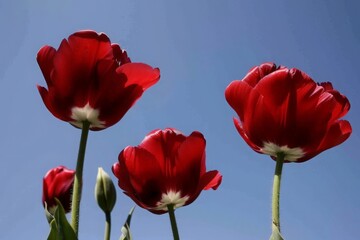 Vibrant red tulips open to the warm embrace of the spring sun.