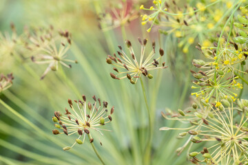 The brown seeds of dill growing in a springtime garden.