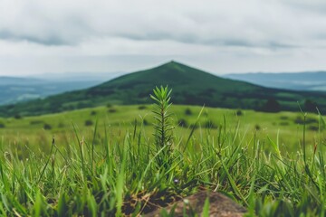 A small sapling stands proudly in the center of a vast grassy field, surrounded by natures beauty and serenity.