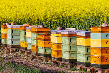 Bee hives in a rapeseed field