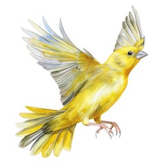 flying canary bird in watercolour on white background