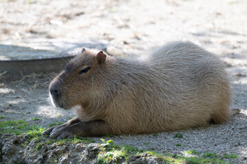 CAPYBARA HYDROCHOERUS HYDROCHAERIS