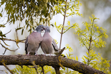 Common wood pigeons couple sit on the thick branch close to each other. A male wood pigeon feeds his female on a sunny spring evening.	