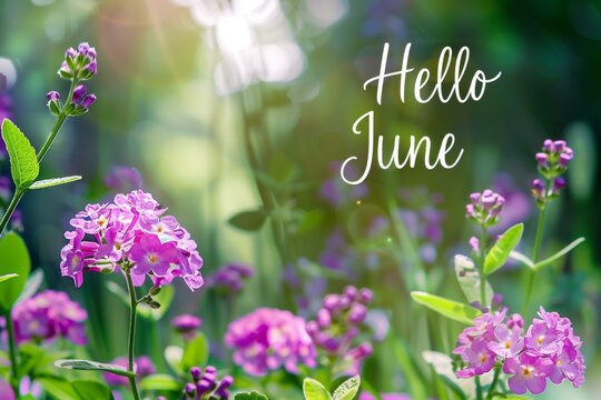 Beautiful flowers with the text "Hello June" summer background. soft light, pink and purple colors, beautiful nature photography, blurred greenery in the background Generative AI