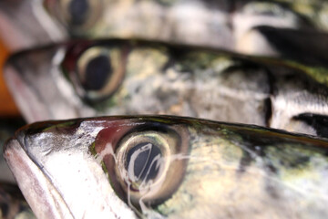 Fresh mackerel fish close up at the market