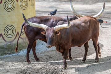 WATUSSI COW BOS TAURUS TAURUS WATUSI