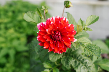Red and white dahlia flower in the garden