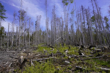 Between 2012, 2020, the forest area in Germany decreased by 6.6% or 7,500 km². Spruce forests are...