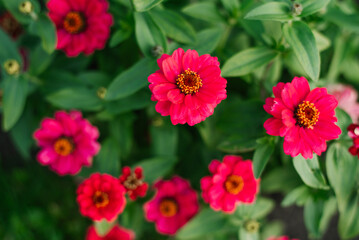 Purple red flowers zinnia of in the garden