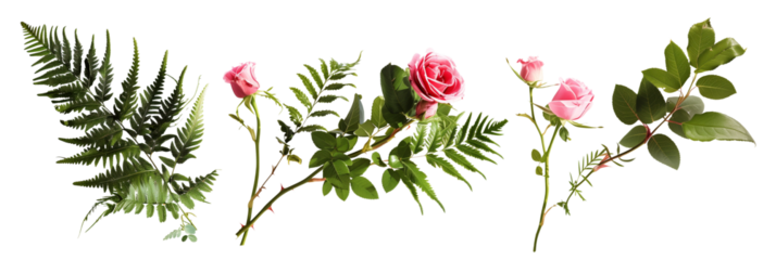 set of scenes of ferns with roses, isolated on transparent background