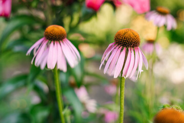 Pink flowers of Echinacea purpurea in the garden in summer