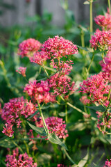 Scarlet flowers of the Centranthus in the garden in summer