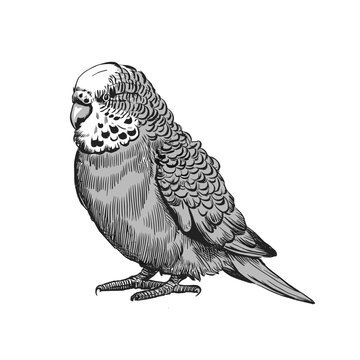 recommend clip art: Budgie vector pencil ink sketch drawing, black and white, monochrome engraving style