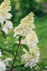 White inflorescences of paniculate hydrangea Fraise Melba in the garden