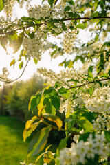 Branch of blooming Mayday tree on a sunny spring afternoon in May in Latvia
