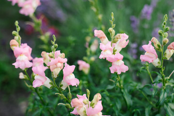 Pink Snapdragon flowers in the garden