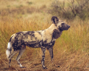 Wild Dog