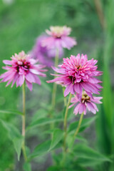 Pink flowers of Echinacea Double Decker in the garden