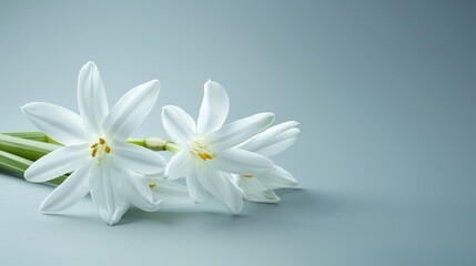 Obraz premium White flowers atop a blue tablecloth A green stem with leaves nearby