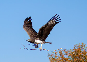 Martial Eagle