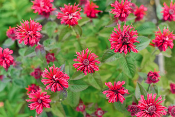 Carmine red Monarda flowers Be Happy in the garden