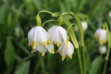 Spring snowdrop white flower bell. The concept of growing Red Book flowers.