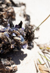 Mussels at the beach