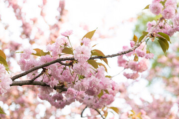 Closeup of a cherry blossom branch with pink flowers in natural landscape