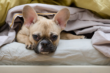 Sad charming bulldog dog lying in bed under a warm blanket with a sad look and looking at the camera.