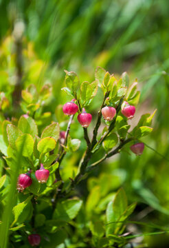 Blooming blueberries in the spring forest