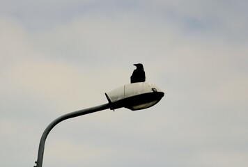 a crow sits on a lamp post against a blue sky background