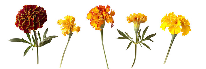 set of marigolds, isolated on transparent background