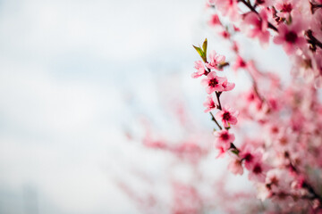 Selective focus of beautiful branches, pink blooming peach or apricot on a tree under a blue sky, Beautiful cherry blossoms during the spring season in the park.