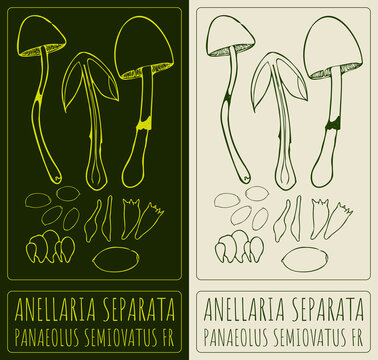 Drawing ANELLARIA SEPARATA. Hand drawn illustration. The Latin name is PANAEOLUS SEMIOVATUS FR.