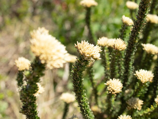 Flowers on the beach