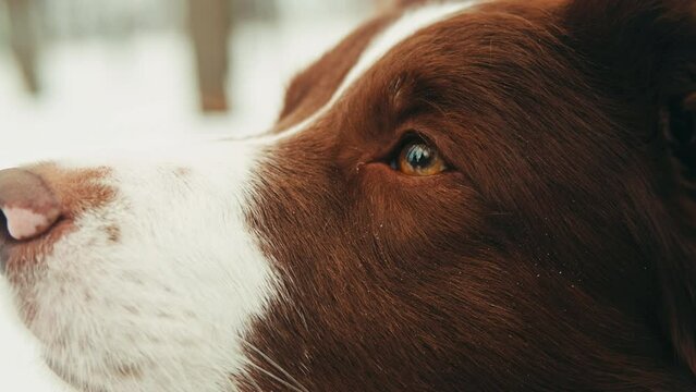 Close-up of border collie among the snow in the park. Dog pet sitting on the snow. Portrait of a The Border Collie a British breed of herding dog of the collie type 