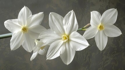   Three white flowers atop a verdant stem against a gray wallpaper backdrop
