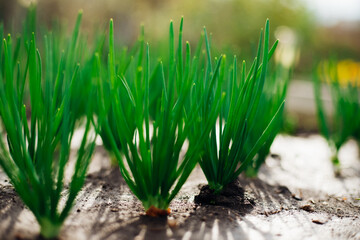 Young green onions in the garden. Onions planted in rows. Growing vegetables in rural areas. Care...