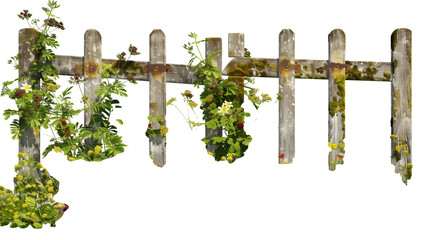 Obraz premium Wildflowers and creepers around an old wooden gate, isolated on transparent backgroun
