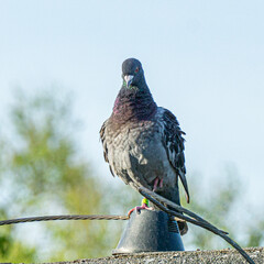 A domestic pigeon sits on the roof.