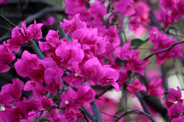  bougainvillea flowers blooming in india close up shots