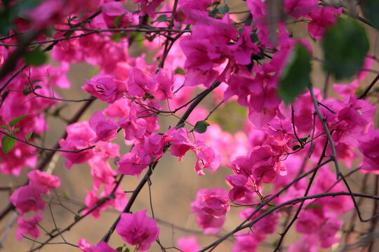  bougainvillea flowers blooming in india close up shots
