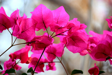 bougainvillea flowers blooming in india close up shots