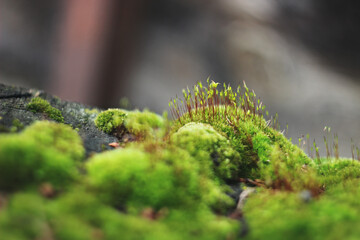 Obraz na płótnie Canvas green moss on the tree at spring morning glows little macro world at the forest