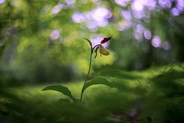 Cypripedium calceolus - Slipper Slipper - beautiful yellow flower in cabbage grass. Photo of wild...