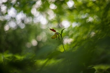 Cypripedium calceolus - Slipper Slipper - beautiful yellow flower in cabbage grass. Photo of wild nature.