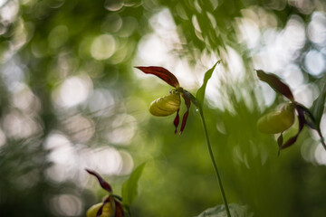 Cypripedium calceolus - Slipper Slipper - beautiful yellow flower in cabbage grass. Photo of wild nature.