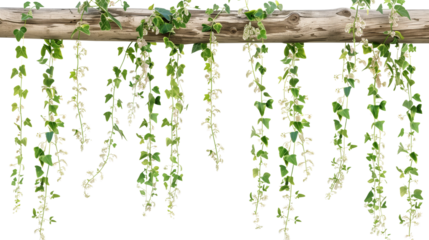 Hanging creepers with small flowers on a rustic wooden trellis, showcasing a natural wild look, isolated on transparent background
