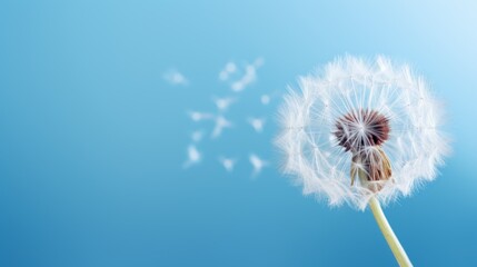 close-up of a dandelion on a blue background, blue sky