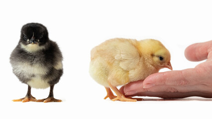 A black and grey chick stands looking forward while a yellow chick pecks at a human hand on a white...